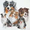 Australian Shepherd