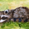 Rascal aceo