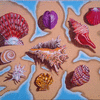 My Sea Shell Collection