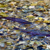 Trout spawn