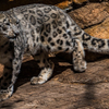 Snow Leopard at Santa Barbara Zoo - September 24 28 2026