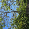 butternut tree