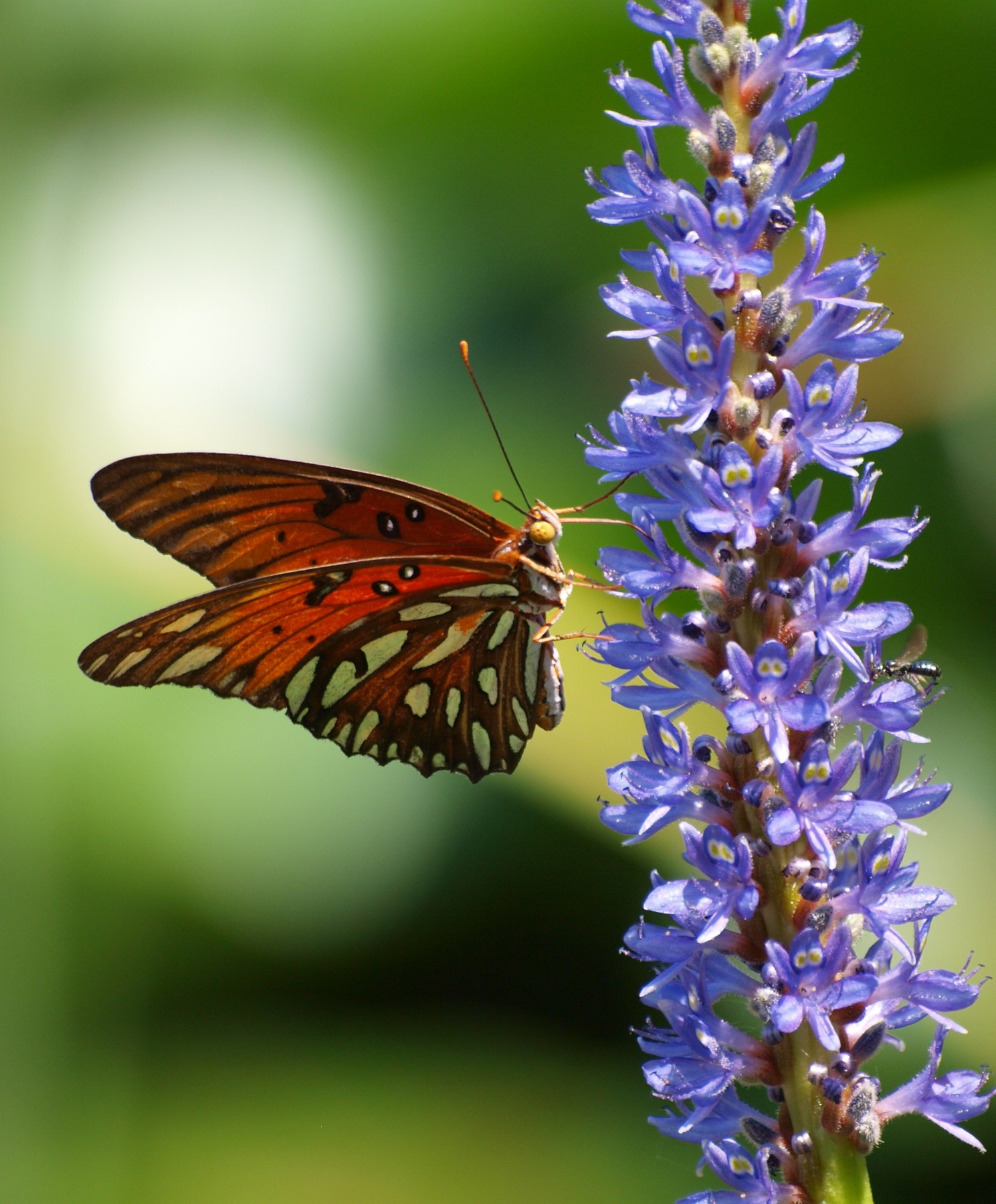 Gulf Fritillary 18 By Brenda Edwards | ArtWanted.com