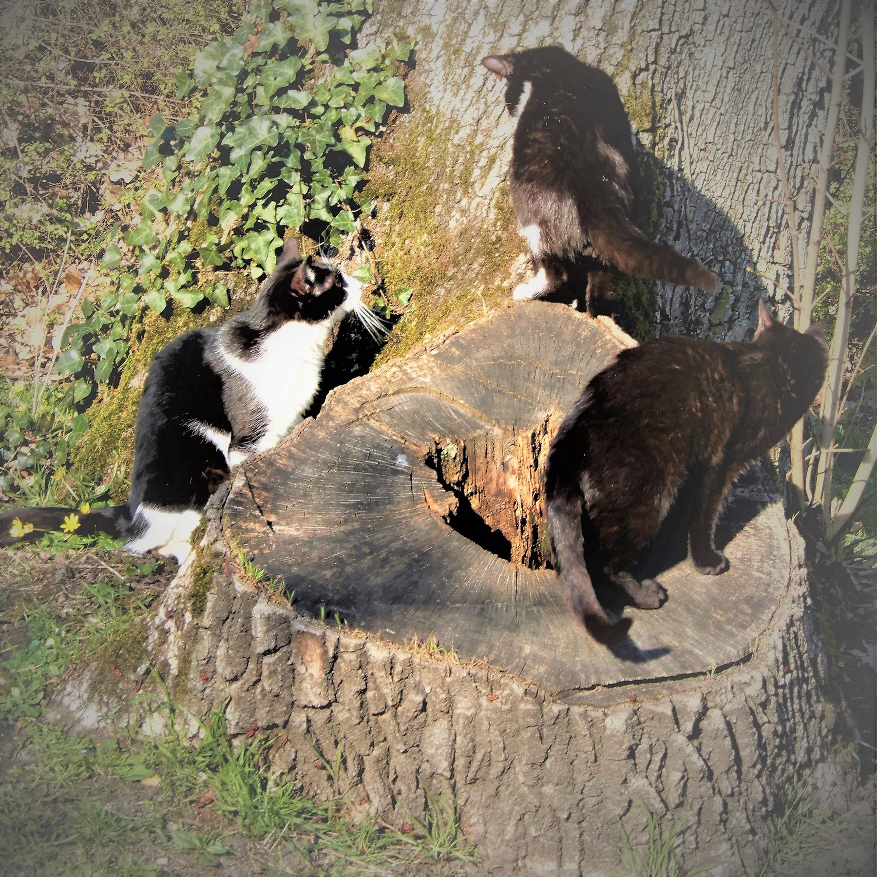 CATS PLAYING ON A STUMP .. by Marie josé LAURIER | ArtWanted.com