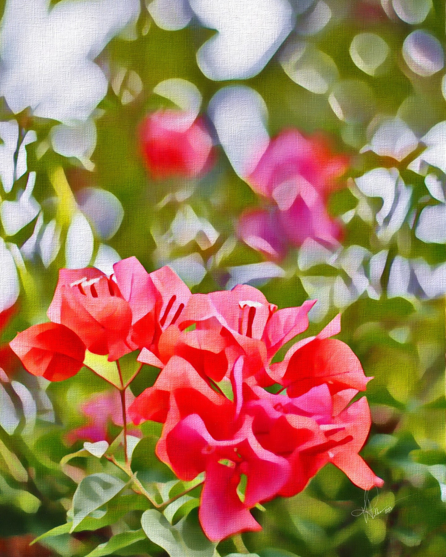 Hawaii, Maui, Wailea, Close-Up Pink Bougainvillea Blossoms