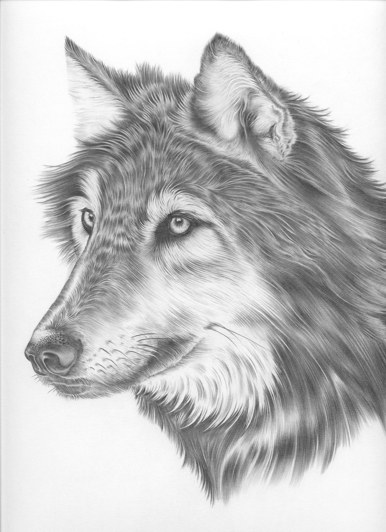 gray wolf by mark farrell | ArtWanted.com