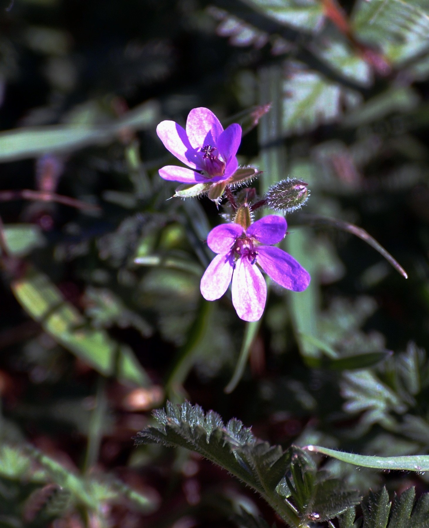 Storksbill 67 By Brenda Edwards | ArtWanted.com