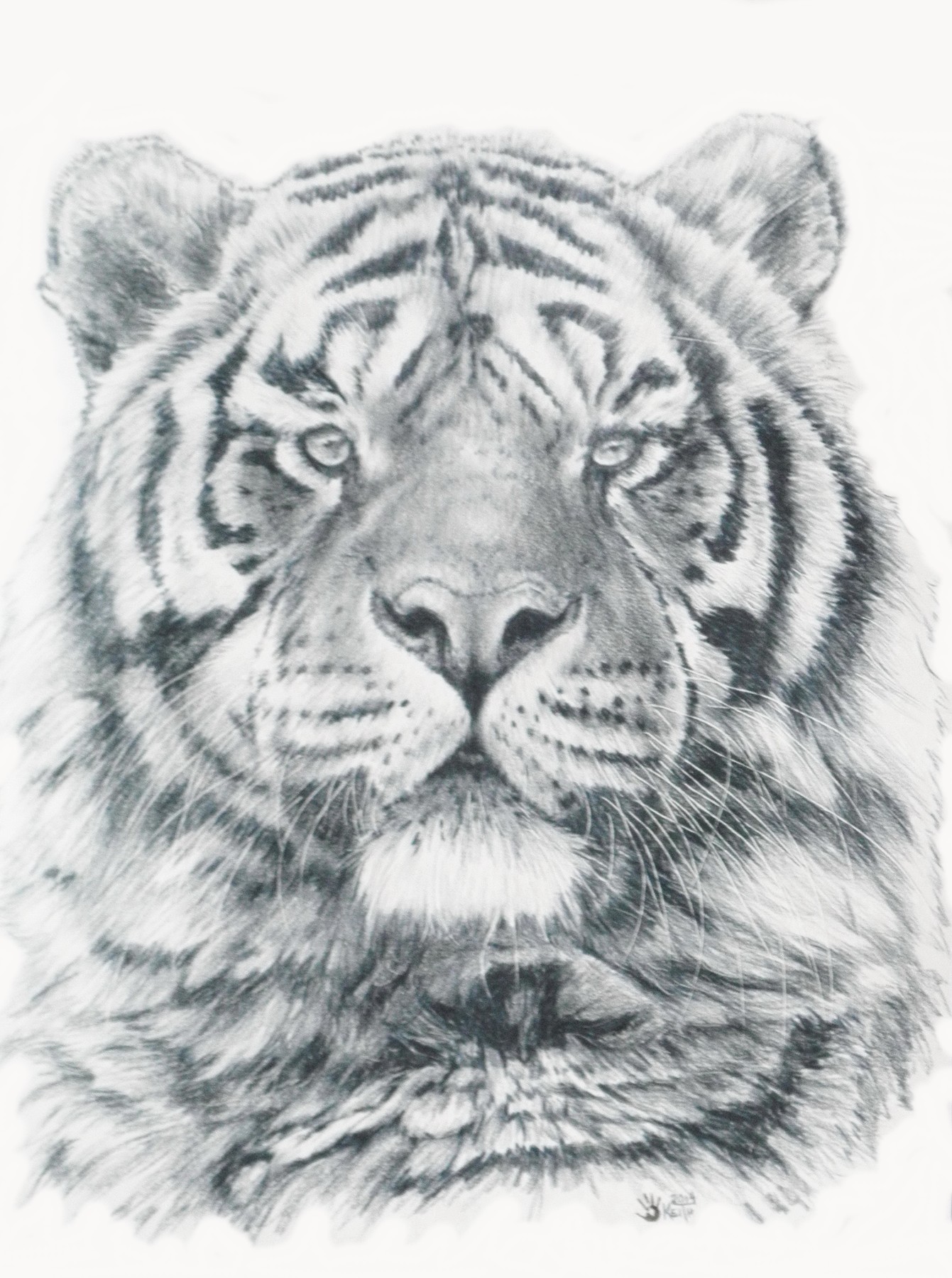 Сибирский тигр рисунок карандашом