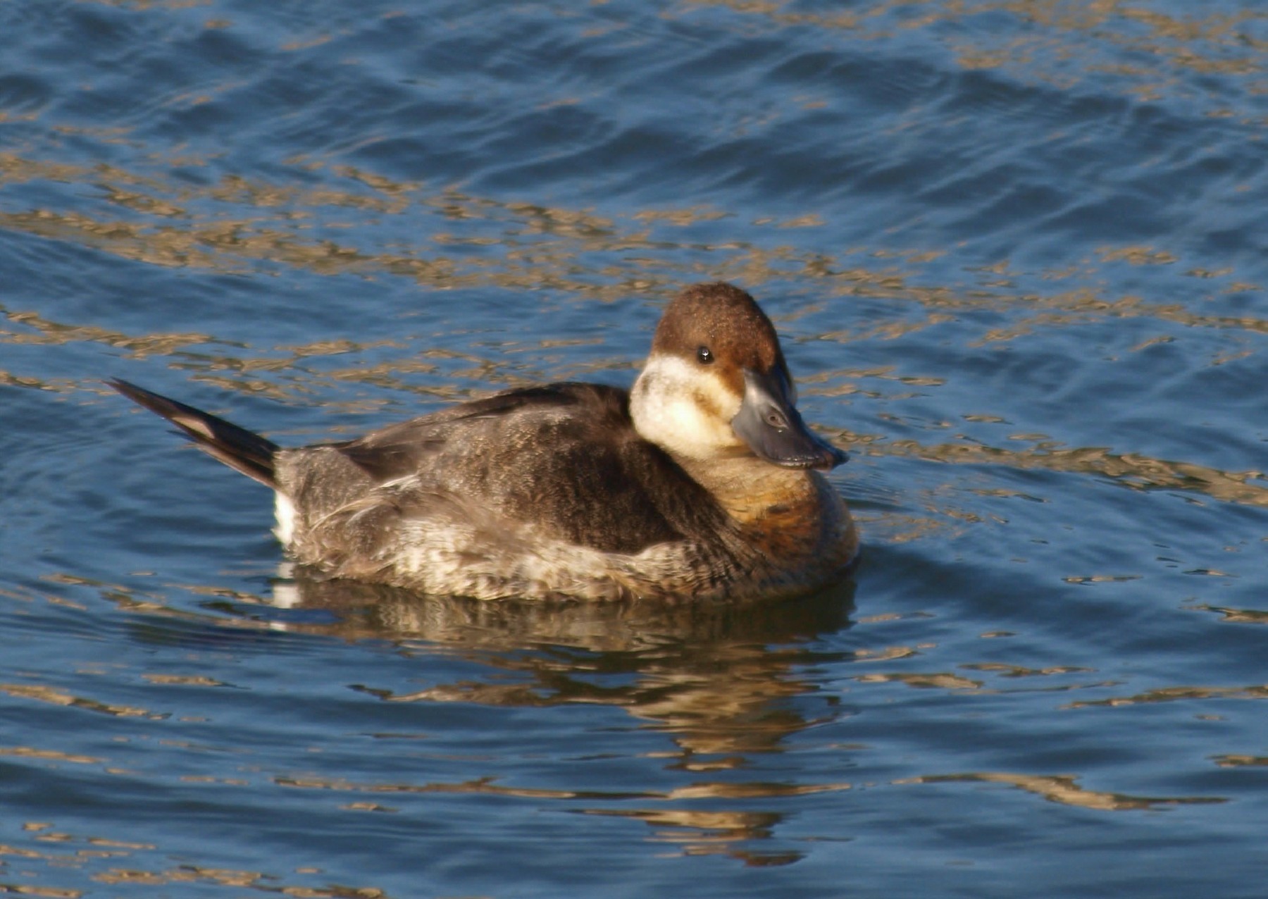 Female Ruddy Duck 079 by Brenda Edwards | ArtWanted.com