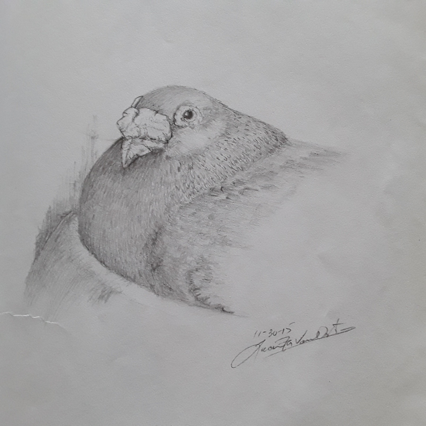 Pigeon drawing / Learn to draw a bird step by step / Pencil drawing. -  YouTube