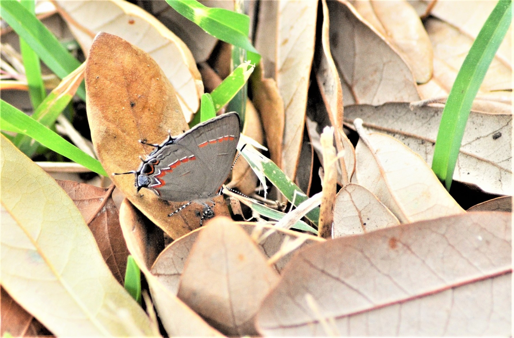 Red Banded Hairstreak By Brenda Loveless Artwantedcom