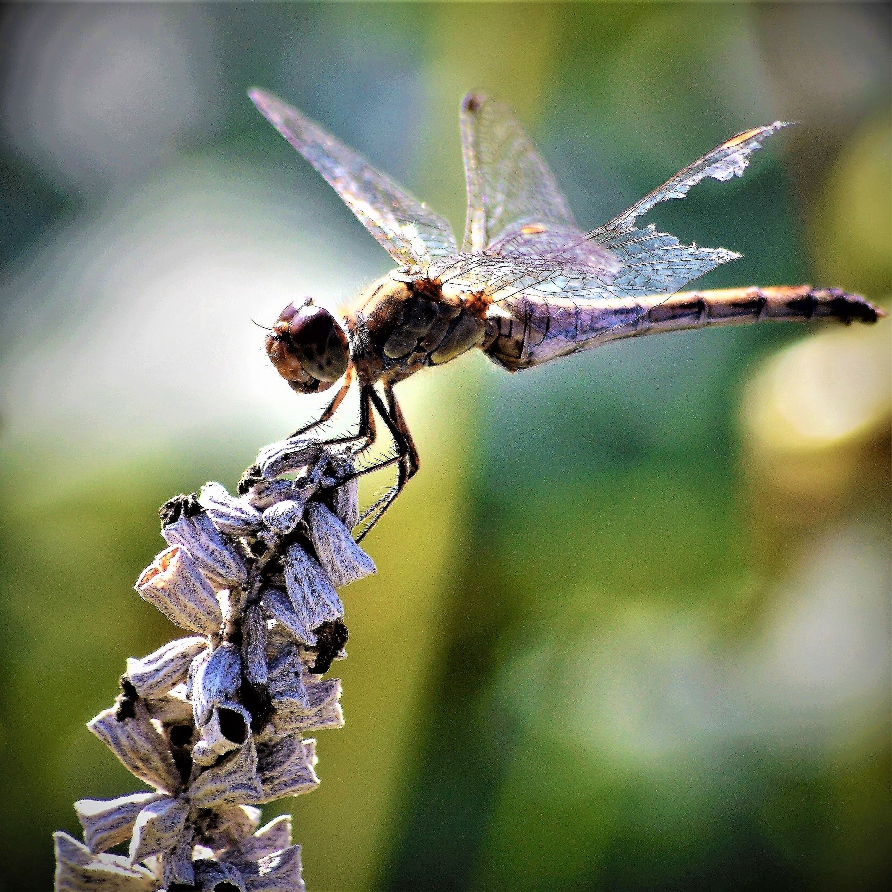 DAMAGED WINGS . by Marie josé LAURIER | ArtWanted.com