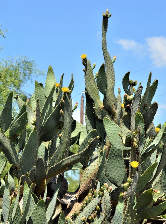 Cow's Tongue Prickly Pear Cactus by Brenda Edwards | ArtWanted.com