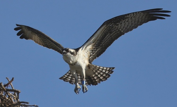 Mrs. Osprey by Thomas Curry | ArtWanted.com