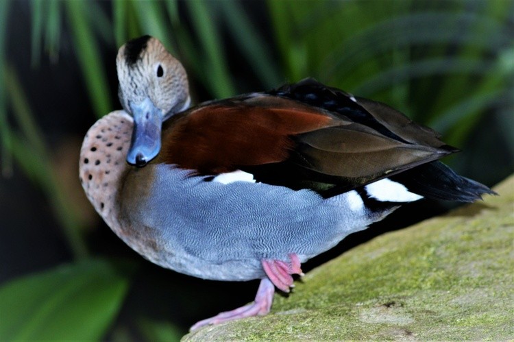 Ringed Teal . Sarcelle A Collier By Marie José Laurier 